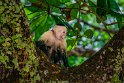 069 Manuel Antonio, kapucijnaap